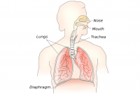 Diafragma pada Pernapasan Manusia