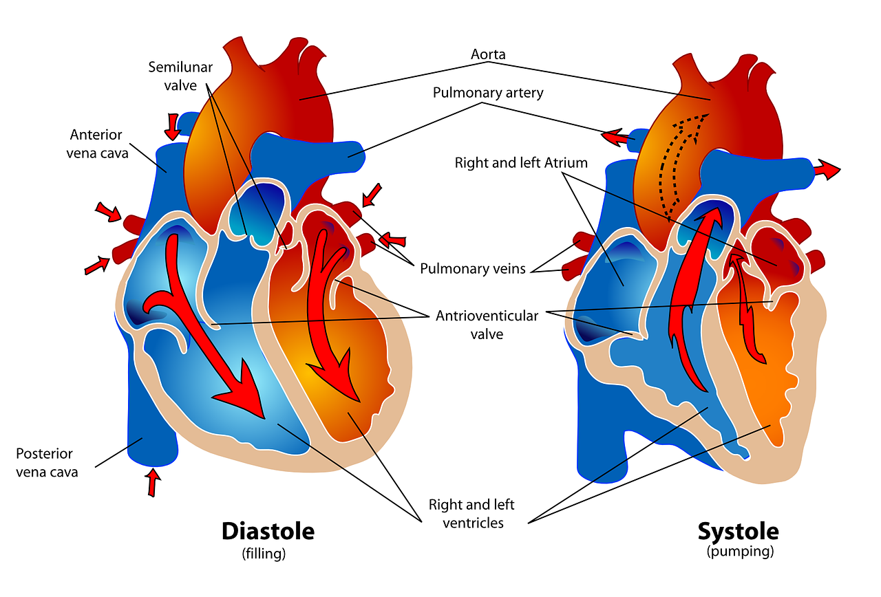 Fungsi Serambi Kanan Pada Organ Jantung Manusia