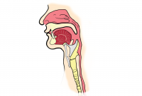 Pengertian dan Fungsi Laring pada Anatomi Tubuh Manusia