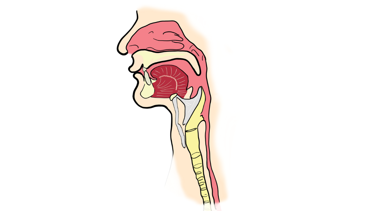 Pengertian dan Fungsi Laring pada Anatomi Tubuh Manusia | bayubara.com